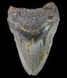 Bargain, Megalodon Tooth - North Carolina #80866-1
